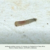 arethusana arethusa pyatigorsk larva1